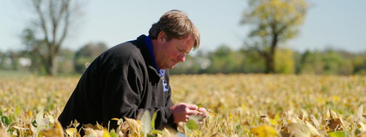 Man in a black jacket inspecting a crop plant in a field with yellowing leaves under a clear autumn sky