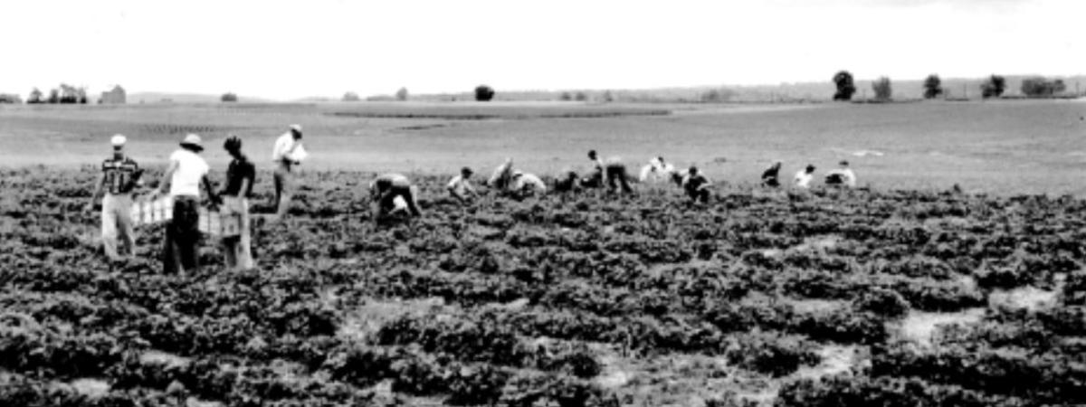 Strawberry researchers