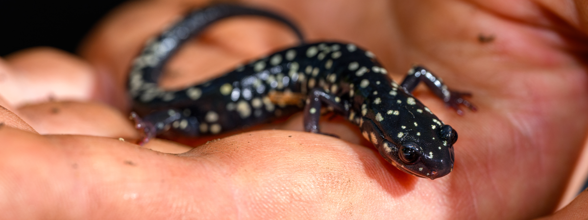 northern slimy salamander