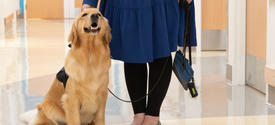 Image of Darcy the golden retriever standing in the clinic hallway