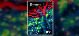 a microscopic view of brain cells colored red, blue and bright green