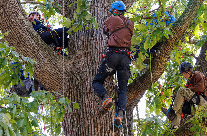 TreeFest participants Several people wearing climbing helmets and safety harnesses are positioned among the large branches of a mature tree during an arboriculture training activity. Ropes and climbing equipment are attached throughout the canopy as participants climb and sit