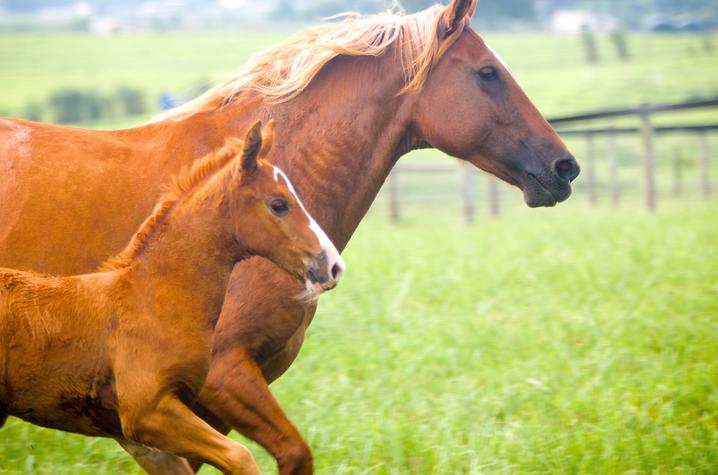 A mare and her foal galloping through their paddock
