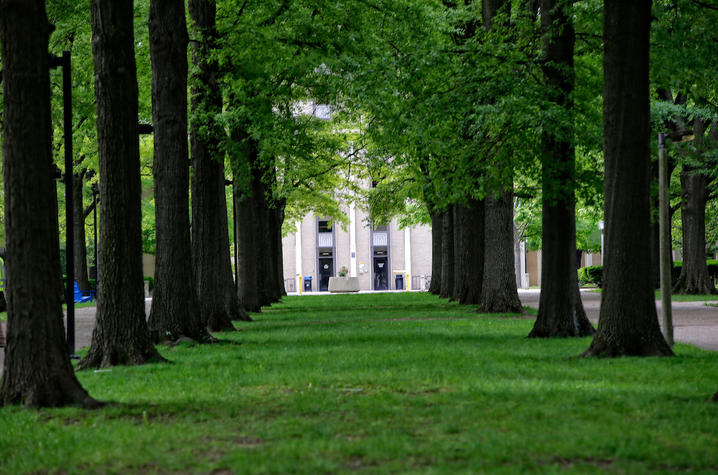 Photo of tree canopy on campus