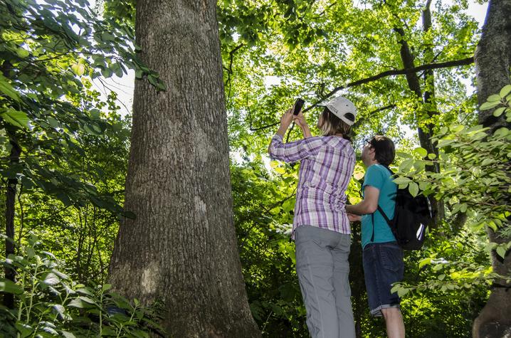 photo of Ellen Crocker and Bradford Condon collecting data from a tree.