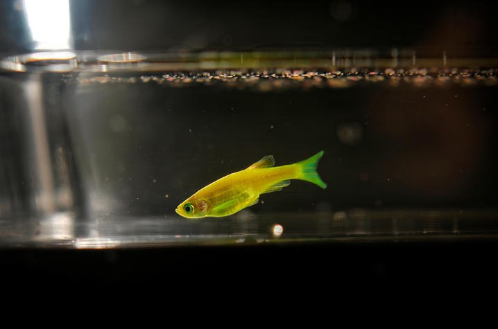 zebrafish in tank