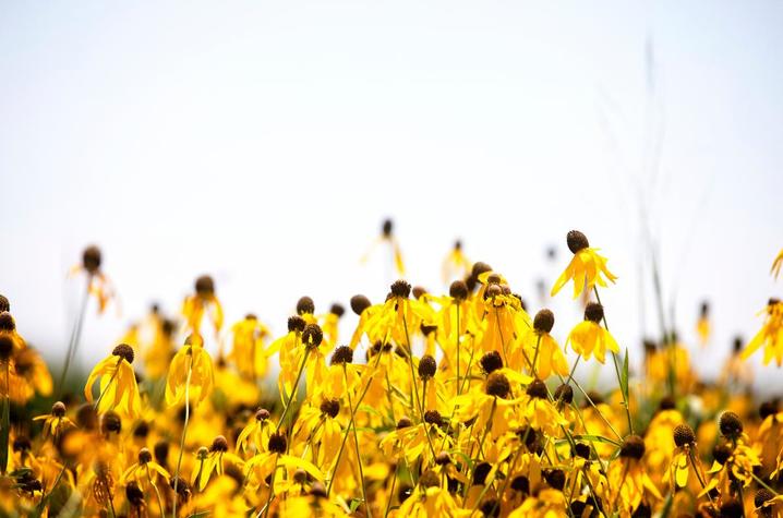 photo of flowers