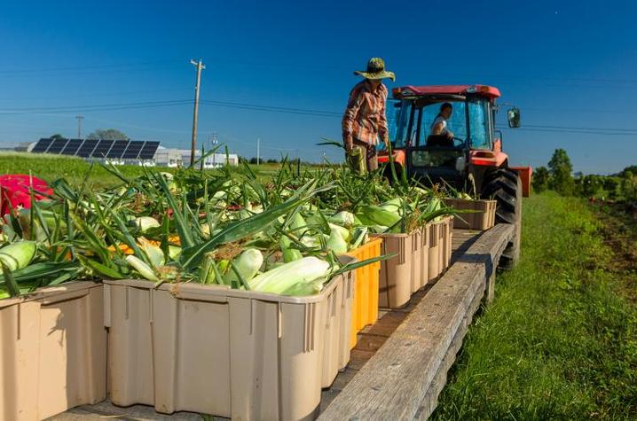 Sweet Corn Harvest