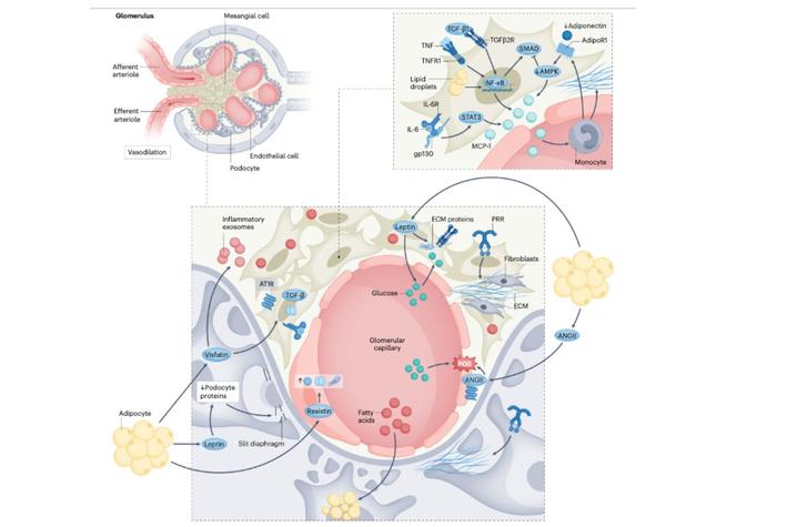 Loria Lab Nature Review Nephrology figure