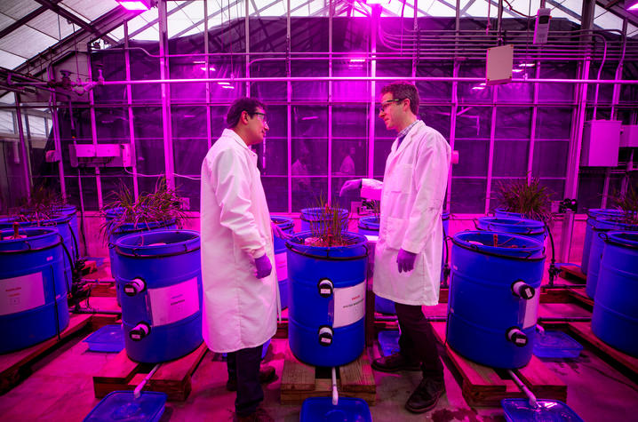 David McNear (right) with colleague (left) inside greenhouse