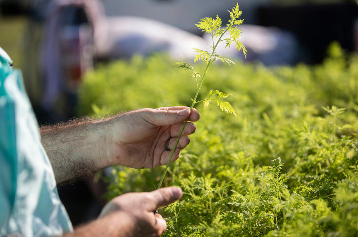 Artemisia annua seedlings