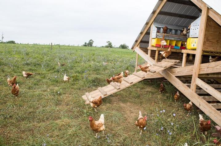 Poultry on farm