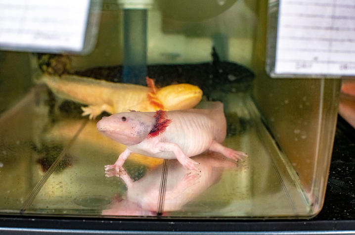 Axolotls ‘genetically Indistinguishable From Other Salamanders Uknow