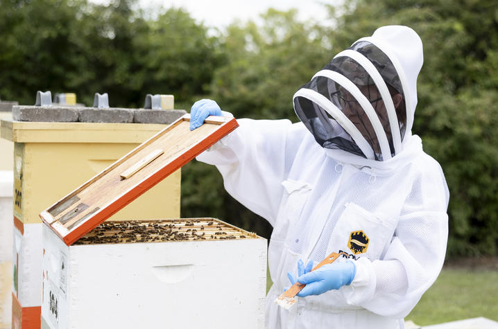 Skidmore examines honeybee hives