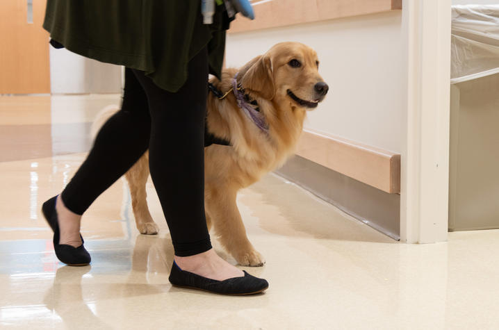 Image of Darcy the golden retriever walking into a clinic exam room