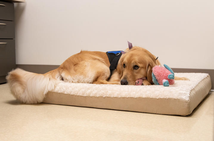 Image of Darcy the golden retriever on a dog bed with toys