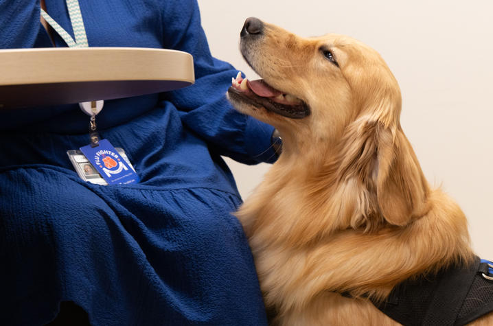 Image of Darcy the golden retriever being petted by a provider