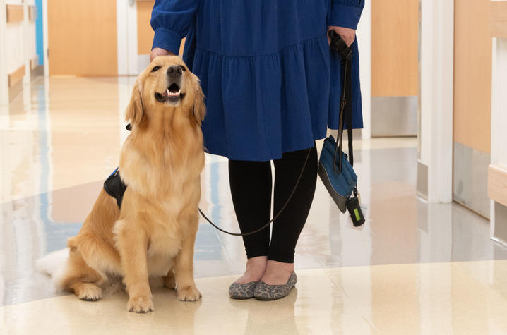 Image of Darcy the golden retriever standing in the clinic hallway