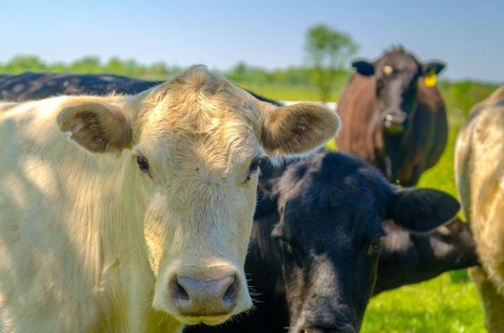 Image of cows in field