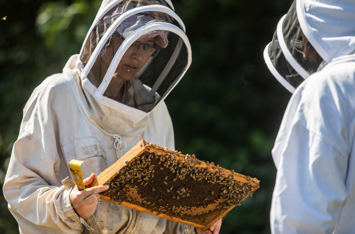 This is a photo of Clare Rittschof and Abdallah Sher Conducting Research at UK's North Farm 