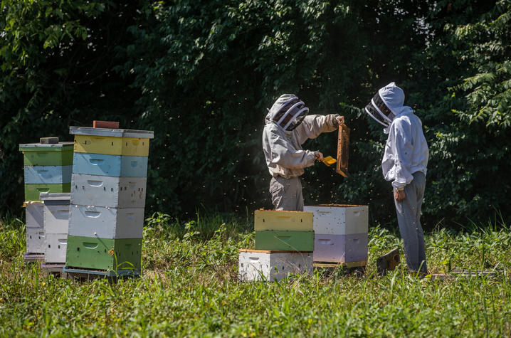 This is a photo of Clare Rittschof and Abdallah Sher Conducting Research at UK's North Farm 