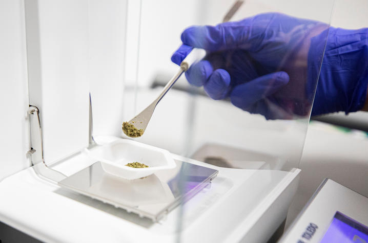 Researcher putting cannabis on a scale.