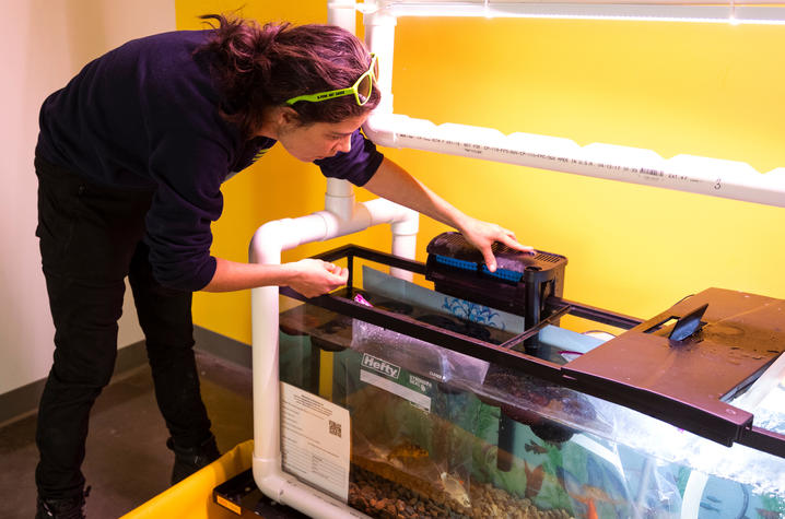  student with tilapia aquaponics system