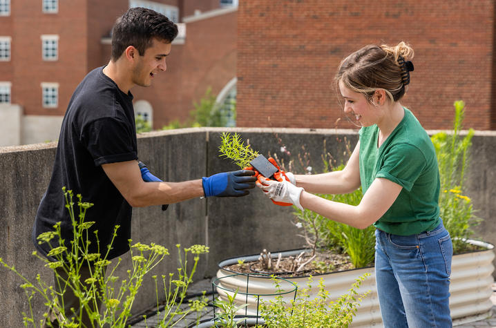 Students in the Medical School rooftop vegetable garden.
