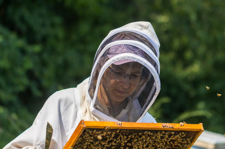 Clare Rittshof stands in a protective bee suit. She is looking at a slide of honey comb covered in honey bees