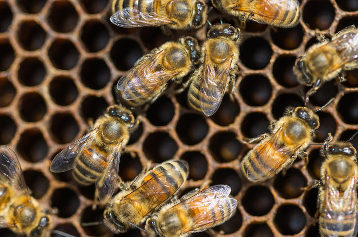 a group of bees walk over honey combs