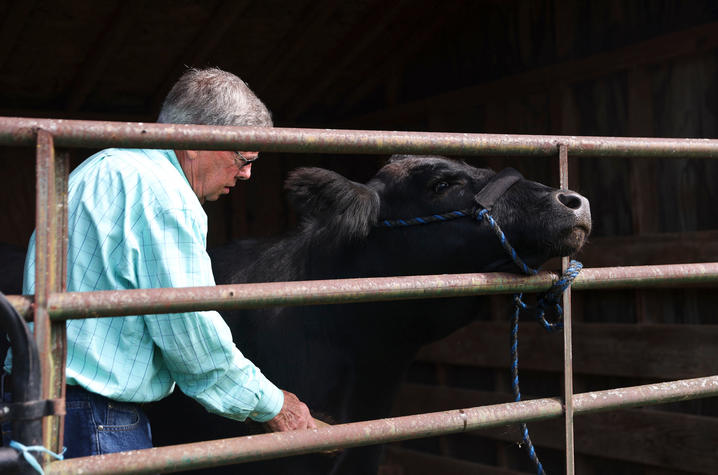 Billy Fryer works with a cow