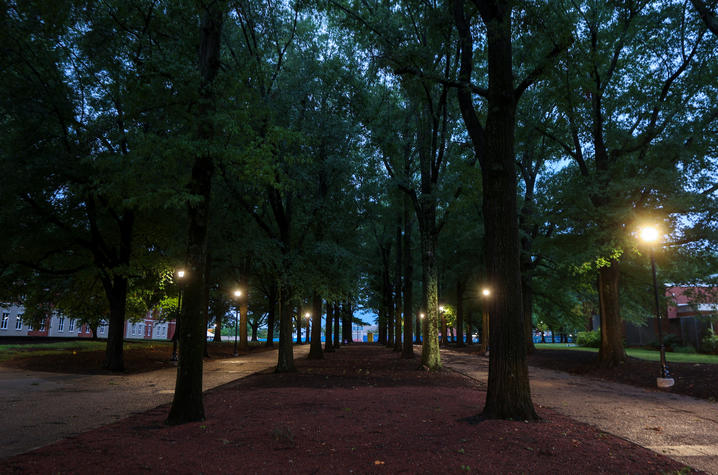 Illuminated pathways wind through a grove of tall trees on a quiet campus at dusk.