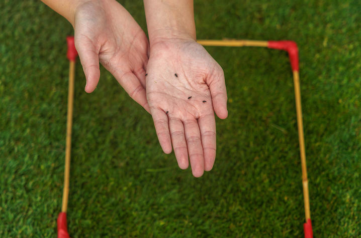 phoro annual bluegrass weevil in a pair of hands Close-up view of two open hands holding several small dark weevils collected from a turfgrass sample. A square sampling frame marked with red corner connectors is visible on the grass below, indicating field research or pest monitoring.