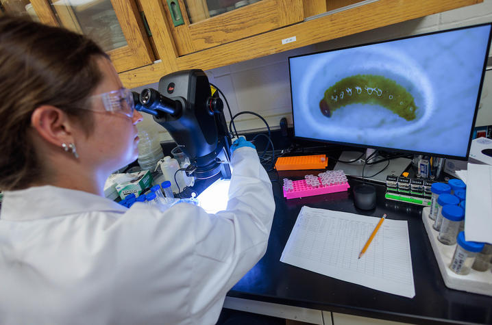 photo of Grace Ferry in the lab Person wearing safety glasses and a lab coat examines a specimen under a microscope at a laboratory workstation. A monitor displays a magnified image of a green insect larva.
