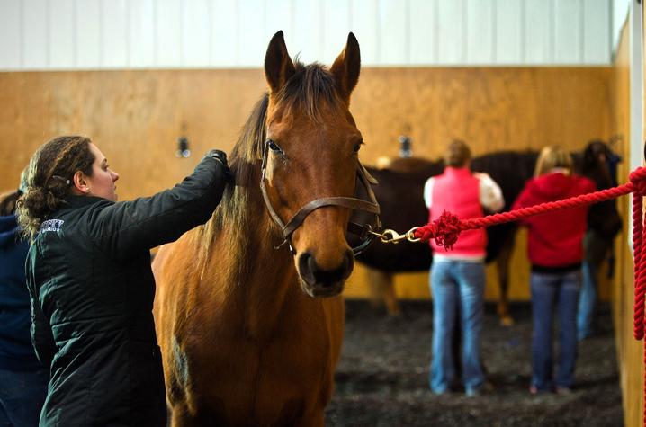 equine science and management class