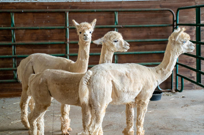 Three alpacas