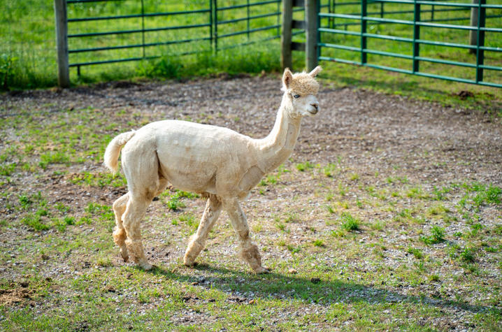 In the past three years, the alpacas have helped UK researchers generate more than 50 nanobodies to target proteins involved in a variety of human diseases including cancer, diabetes and neurological disorders. Photo by Ben Corwin, Research Communications