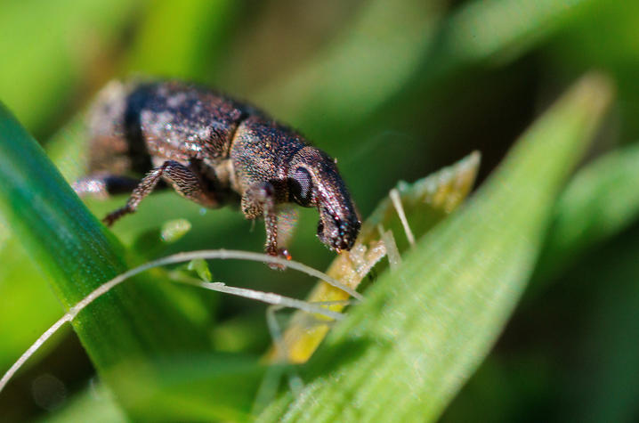photo of annual bluegrass weevil Close-up macro photograph of an annual bluegrass weevil crawling among green grass blades. The small dark brown beetle is shown in sharp detail, with a distinctive snout and textured body, while the surrounding grass is softly blurred.