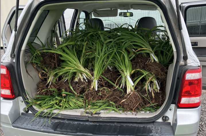 Daylilies transported