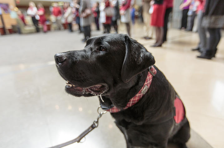 Photo of Carmine, Gill Heart Institute's therapy dog