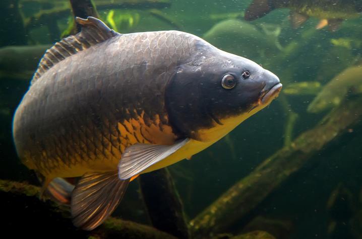 Asian carp 