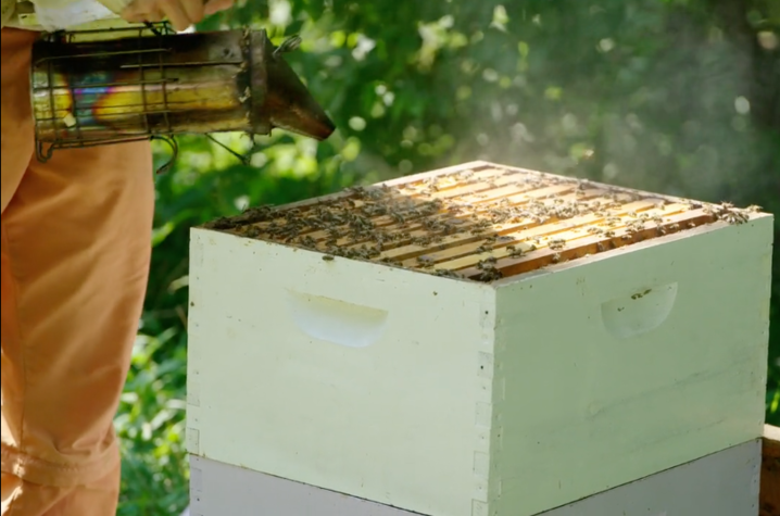 Clare Rittschof, assistant professor of entomology, fogs a honey bee hive at North Farm