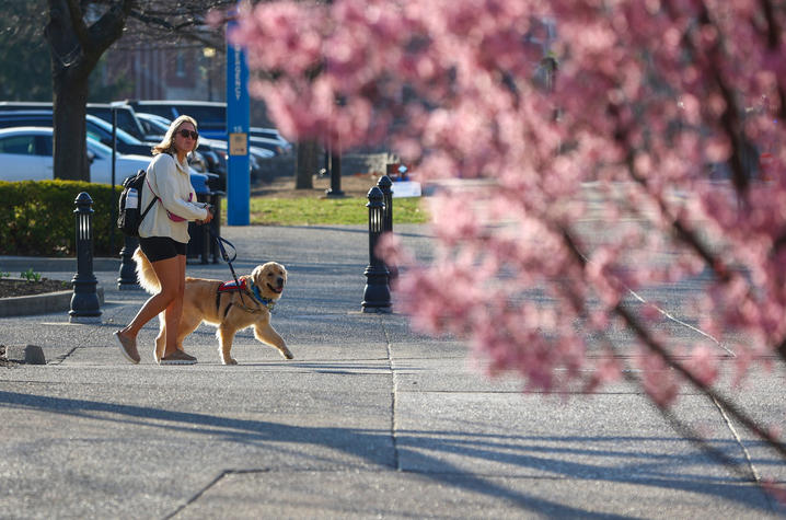 A person walks a golden-colored dog on a leash across a paved outdoor walkway, with pink flowering tree branches in the foreground and parked cars, trees, and bollards in the background on a sunny day.