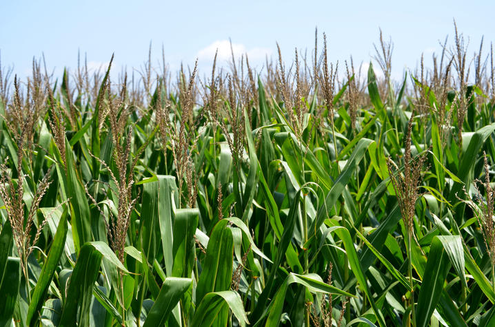 photo of corn
