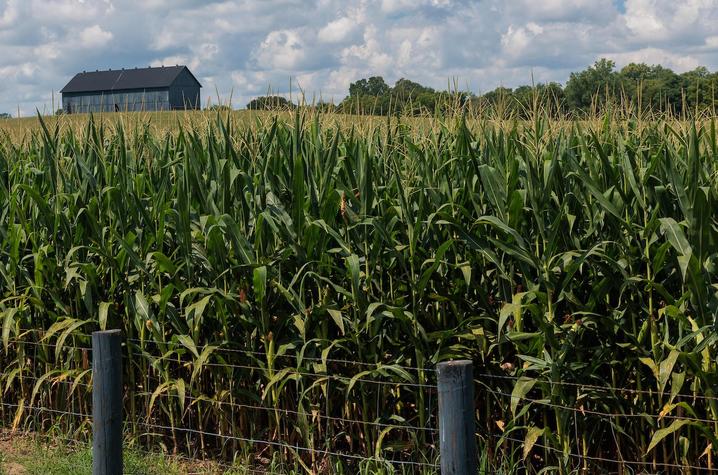 Cornfields with barn in background 
