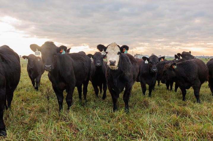 Research cattle black and white research cattle grazing