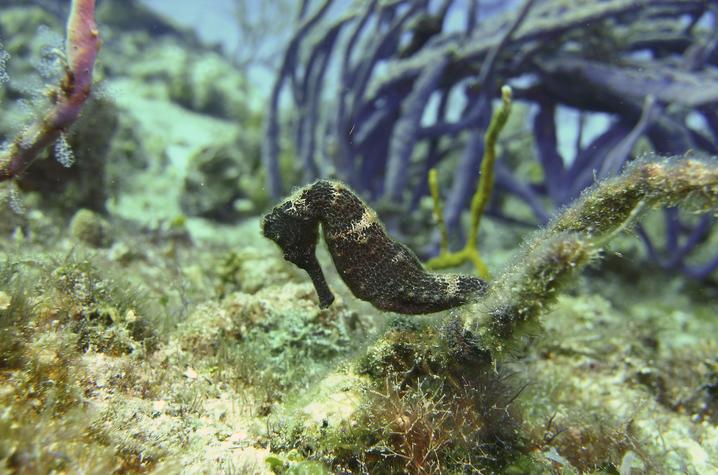 Sea turtle in the Mesoamerican Reef