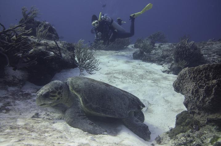 Students scuba diving with sea turtle 