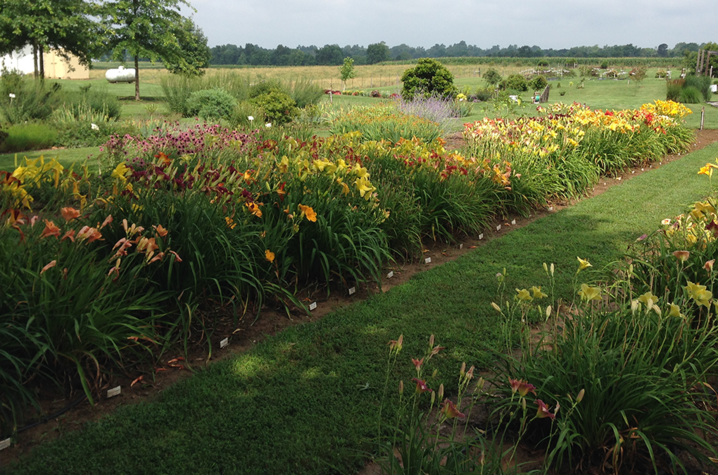 Daylilies at Princeton