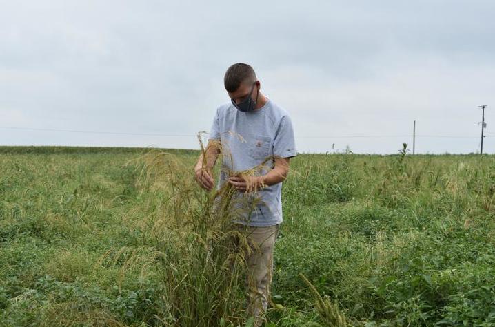 Eric Luteyn, UK student and U.S. Army veteran, studies one of the many varieties of teff in his research plots at UK's Spindletop Research Farm